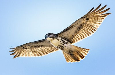 Der Falke