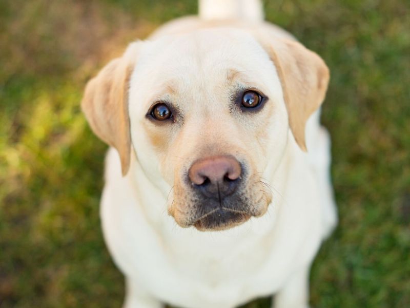 Diese Lebensmittel sind gefährlich für Hunde