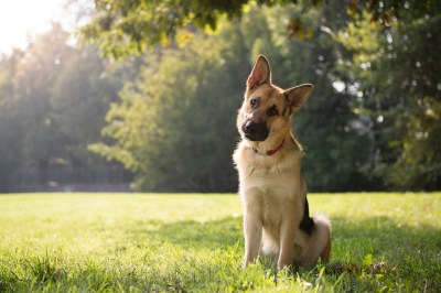 Deutscher Schäferhund