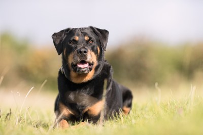 Rottweiler