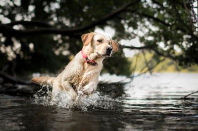 Labrador