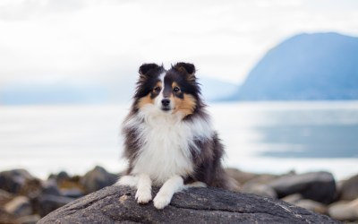 Shetland Sheepdog