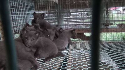 Fuchsbabys auf einer Pelzfarm