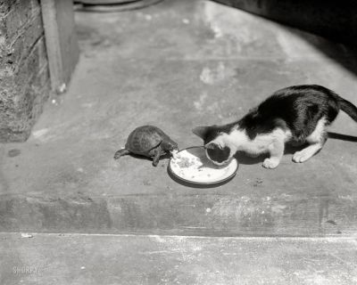 Katze und Schildkr&#xF6;te speisen gemeinsam ...