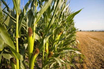 Mais ist vermutlich der größte Getreidelieferant der Welt und noch dazu glutenfrei.