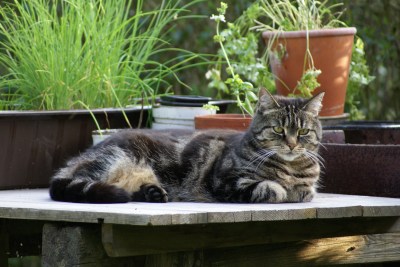 Europäische Kurzhaarkatze auf einem Tisch