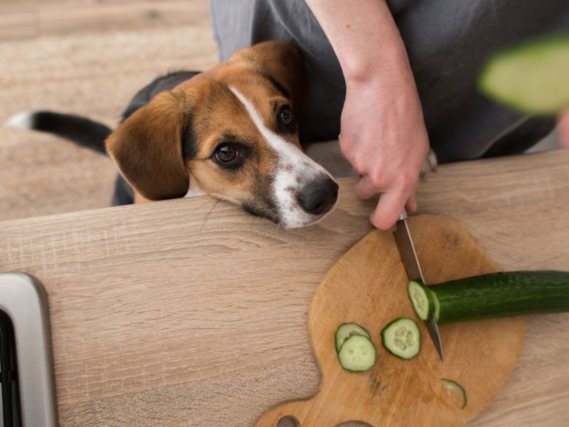 Person schneidet Gurke, Hund schaut dabei zu