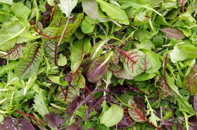 Frischer gemischter Salat, gestapeltes Feldgemüse, Nahaufnahme