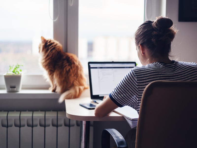 Frau arbeitet zuhause am Laptop, auf der Fensterbank sitzt eine Katze