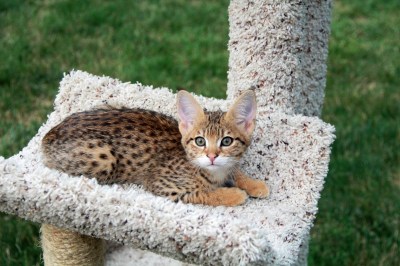 Savannah Katze auf einem Kraftzbaum