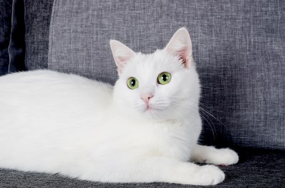 Türkisch Angora auf einem Sofa