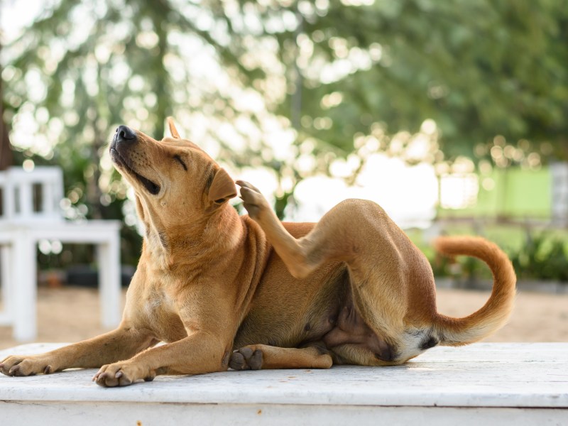Die Babesiose, eine durch Zecken übertragene Infektionskrankheit, kann unbehandelt tödlich für einen Hund sein. Nur wer die Symptome kennt, kann rechtzeitig reagieren.