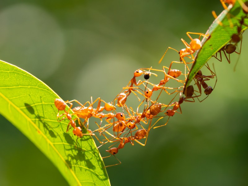 Ameisen auf einem Blatt, die mit Hausmitteln gegen Ameisen bekämpft werden können.