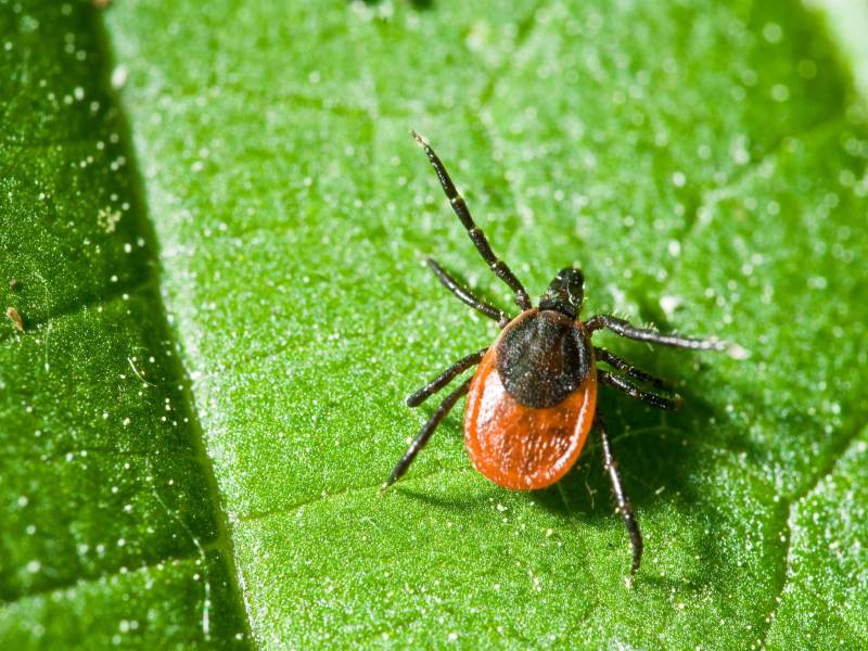 Zecke auf einem Blatt. Ixodes ricinus.