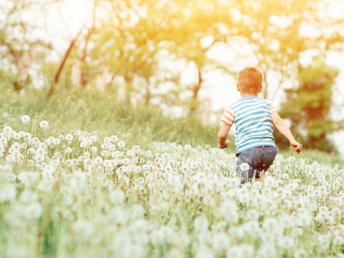Kleiner Junge läuft über Wiese mit Pusteblumen