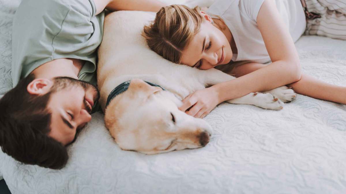 Hund liegt zwischen eine Frau und einem Mann im Bett.