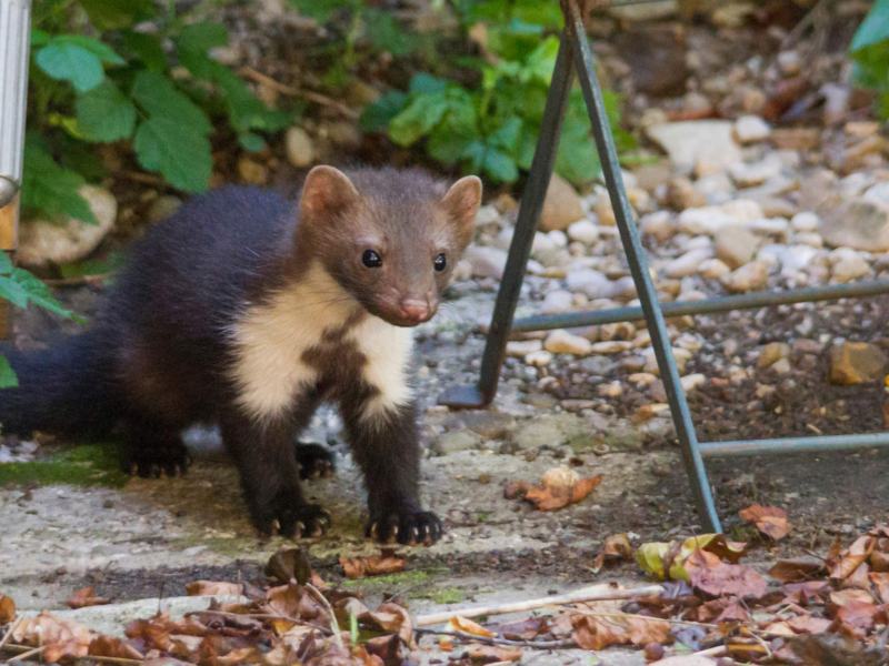 Marder im Garten.