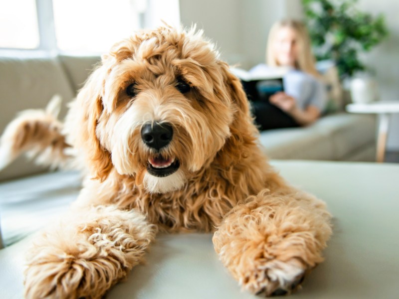 Hund auf Sofa mit Frauchen im Hintergrund
