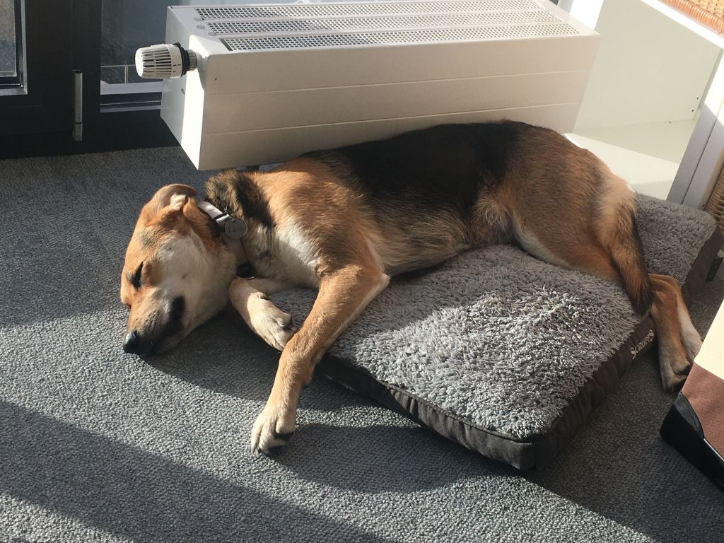 Bürohund Shiva
