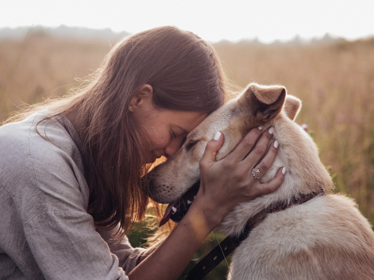 DAS bedeutet der Traum vom Hund