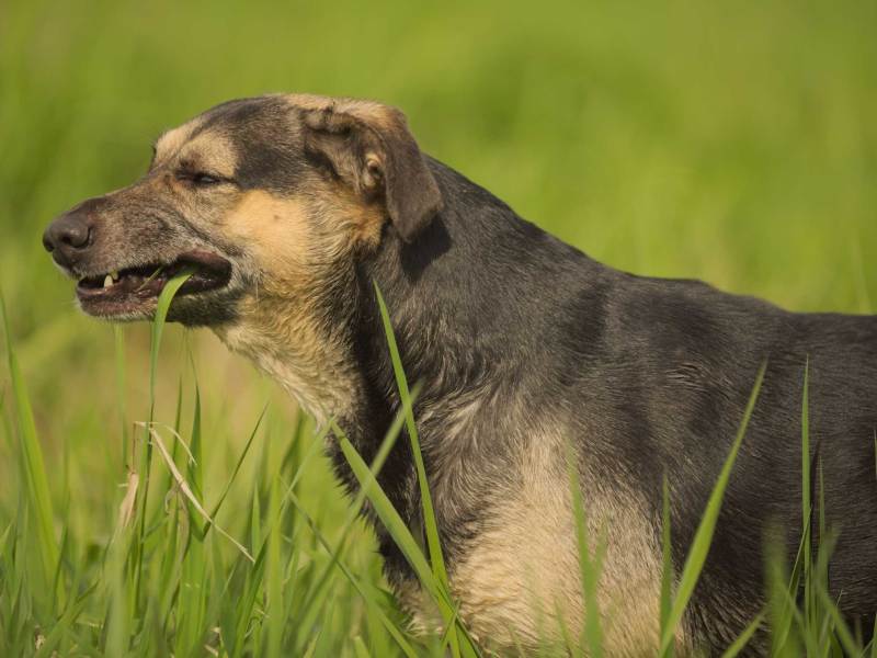 Hund, Schäferhund-Mischling frisst Gras
