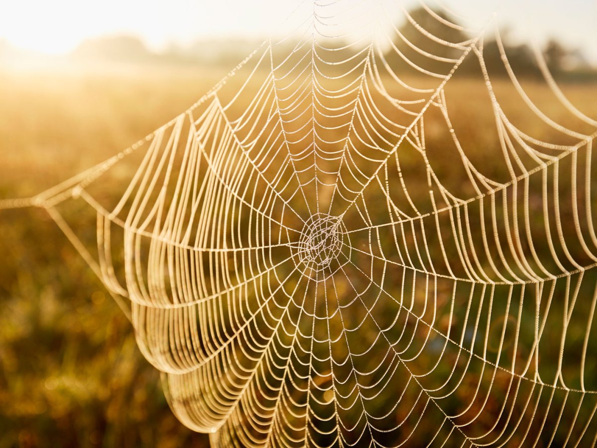 Traumdeutung Spinne: Diese Bedeutung hat dein Traum
