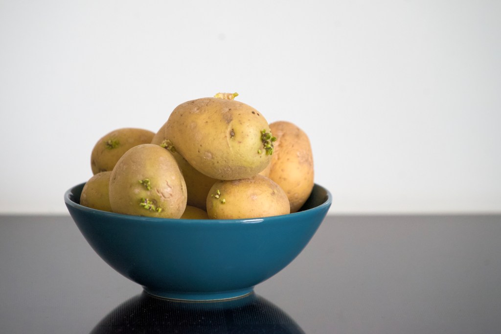 Keimende Kartoffeln in blauer Schüssel