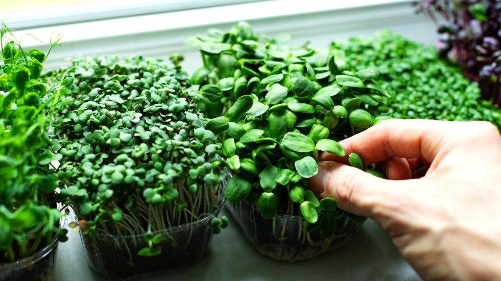 Richtig vielseitig, diese Microgreens! 