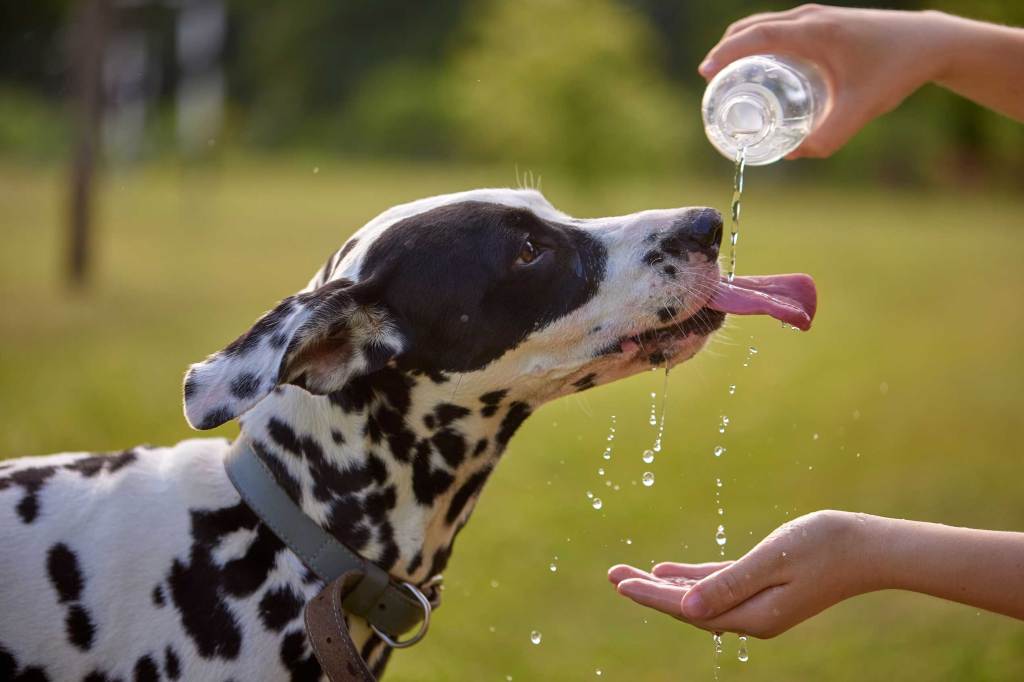 Tierisch heiß: Die besten Tipps, um eure Hunde abzukühlen
