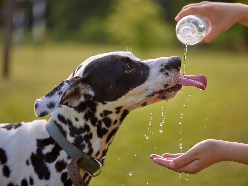 Hund trinkt Wasser aus einer Plastikflasche. Tierhalter kümmert sich um seinen Dalmatiner an einem heißen sonnigen Tag