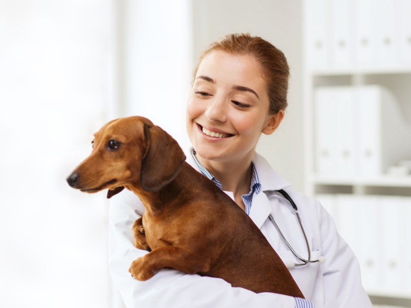 Rothaarige Frau mit einem Dachshund auf dem Arm, die lächelt und einen Arztkittel anhat