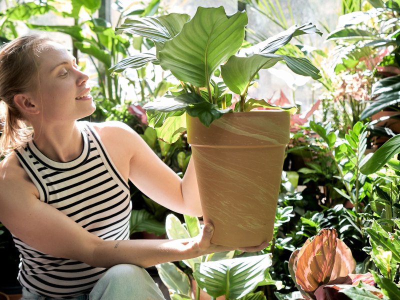 Frau hält einen Blumentopf mit einer grünen Pflanze in den Händen