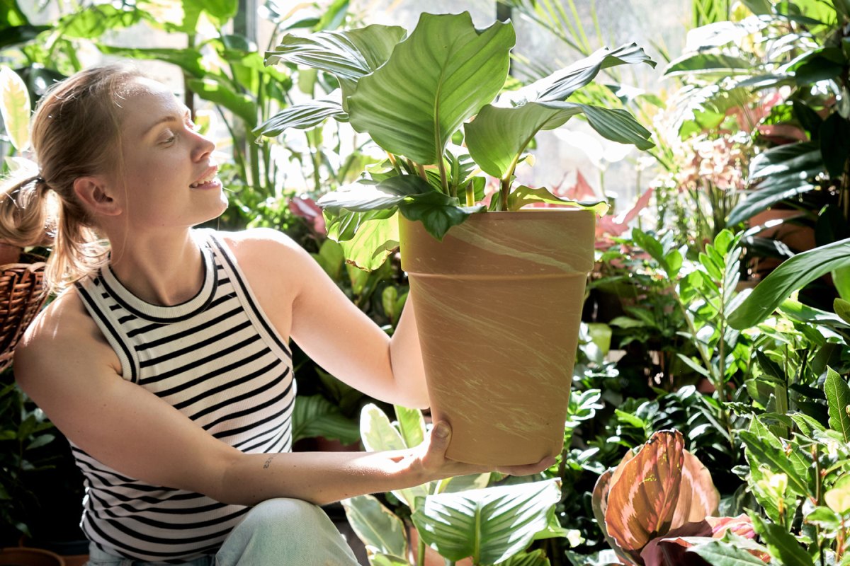 Frau hält einen Blumentopf mit einer grünen Pflanze in den Händen