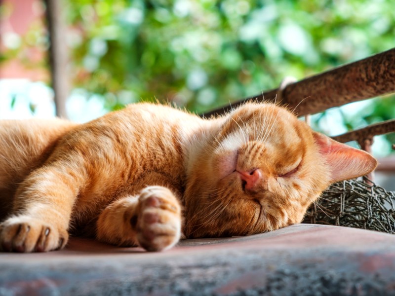 Rote Katze schläft auf einem grauen Polster.