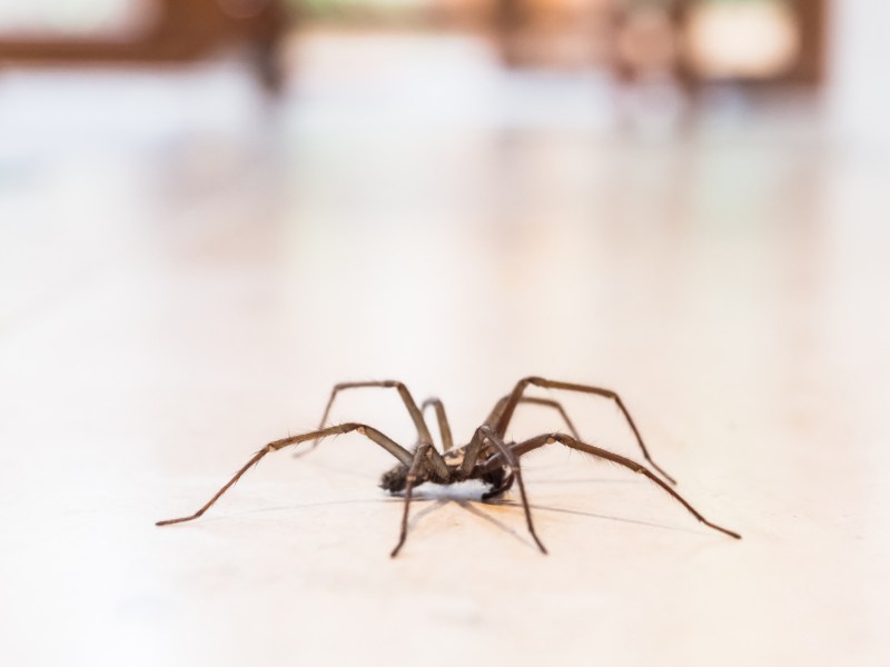 Große Spinne auf dem Fußboden einer Wohnung