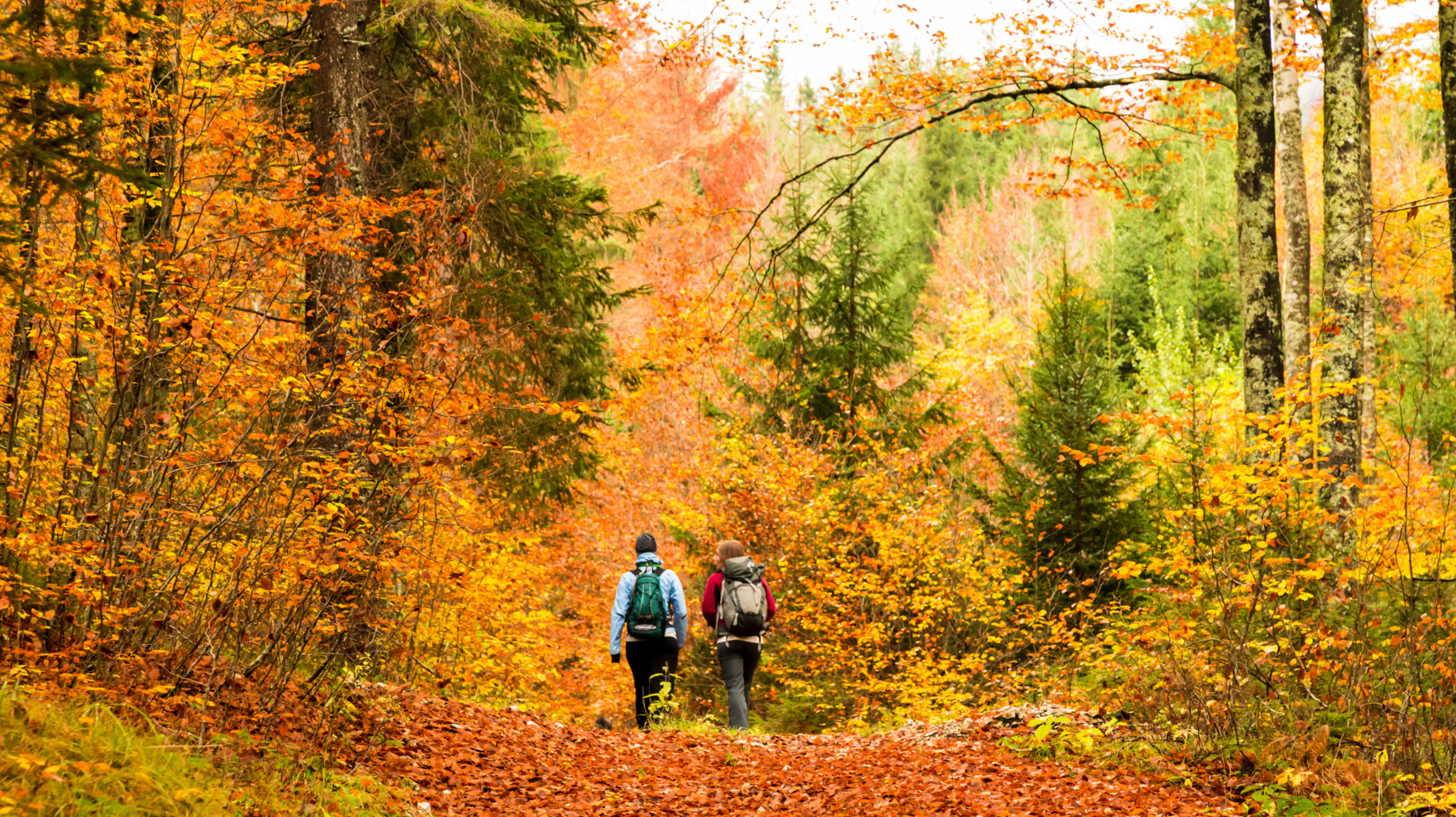Wandern-im-Herbst-Das-sind-Deutschlands-sch-nste-W-lder-zum-Spazieren-Wandern