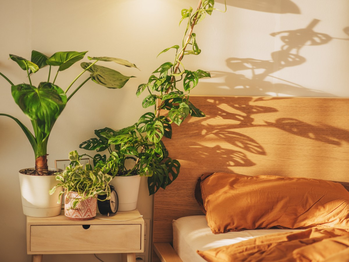 Schlafzimmer mit orangener Bettwäsche und Pflanzen