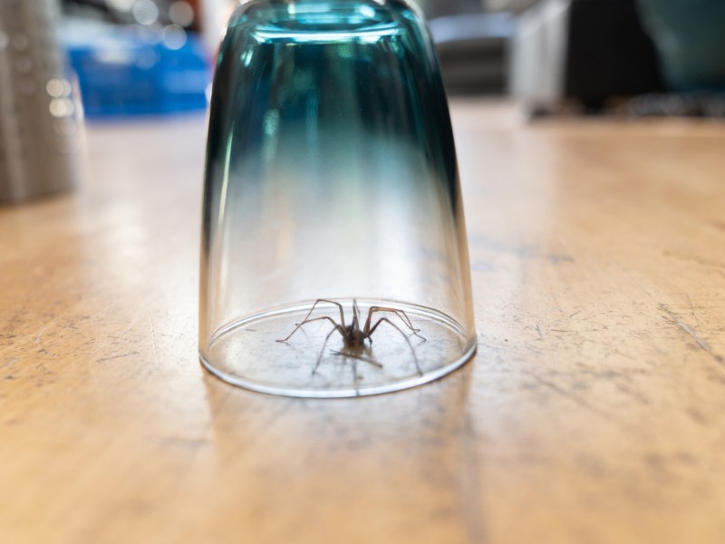 Spinne unter Glas gefangen in Wohnung.