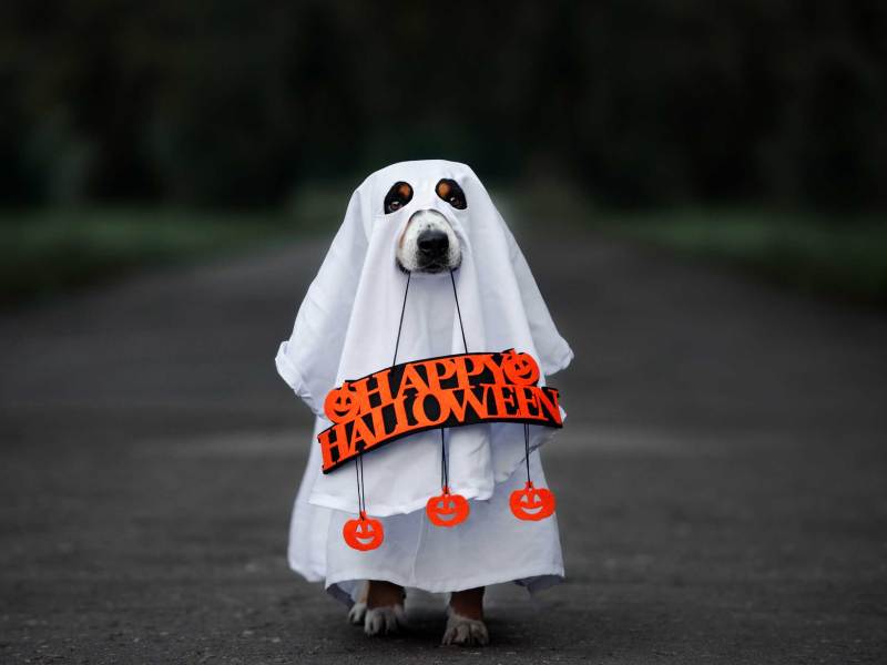 Hund im Geisterkostüm, der ein "Happy Halloween"-Schild im Maul hält
