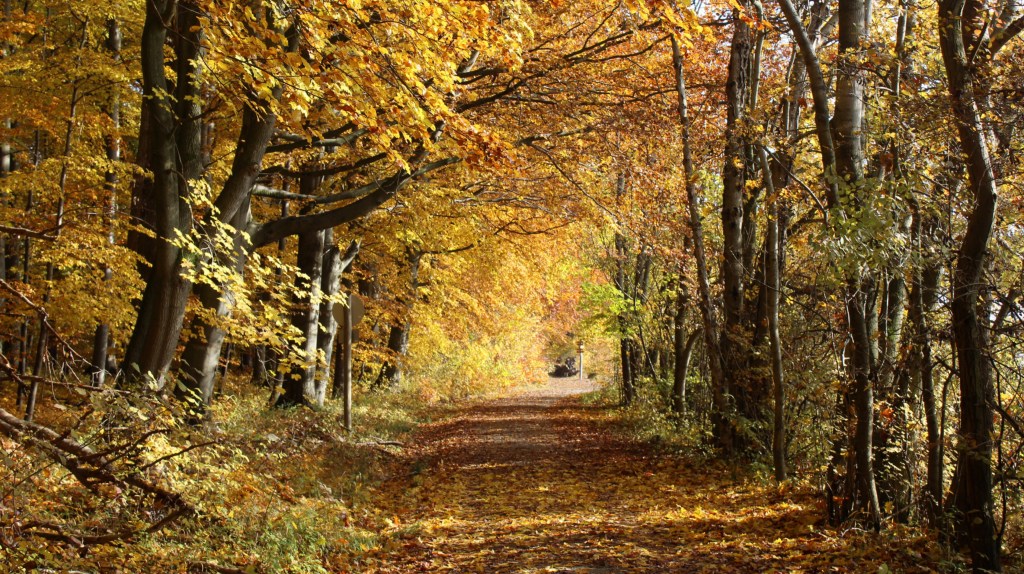 Herbstlicher Laubwald