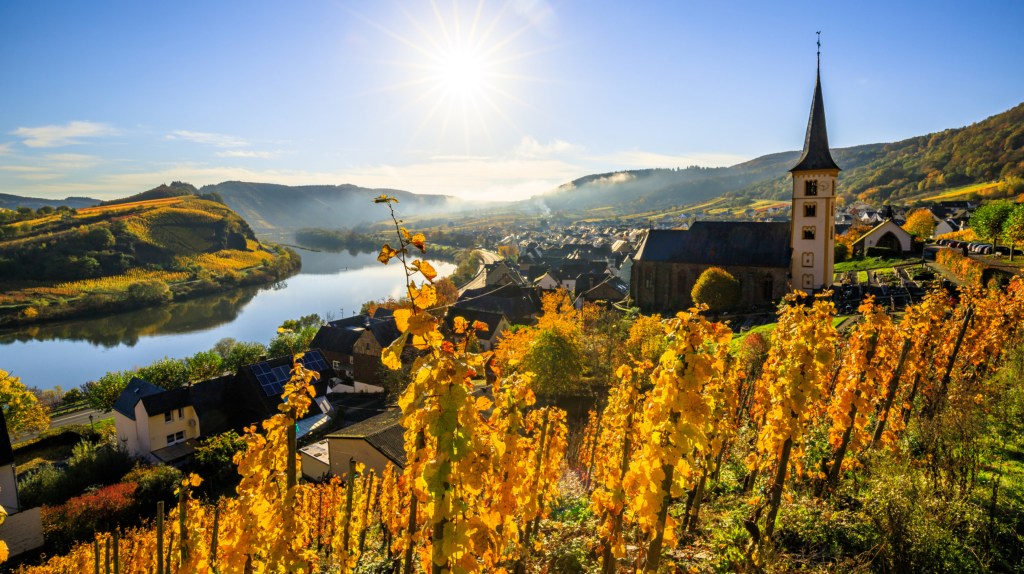 Herbstlicher Weinberg