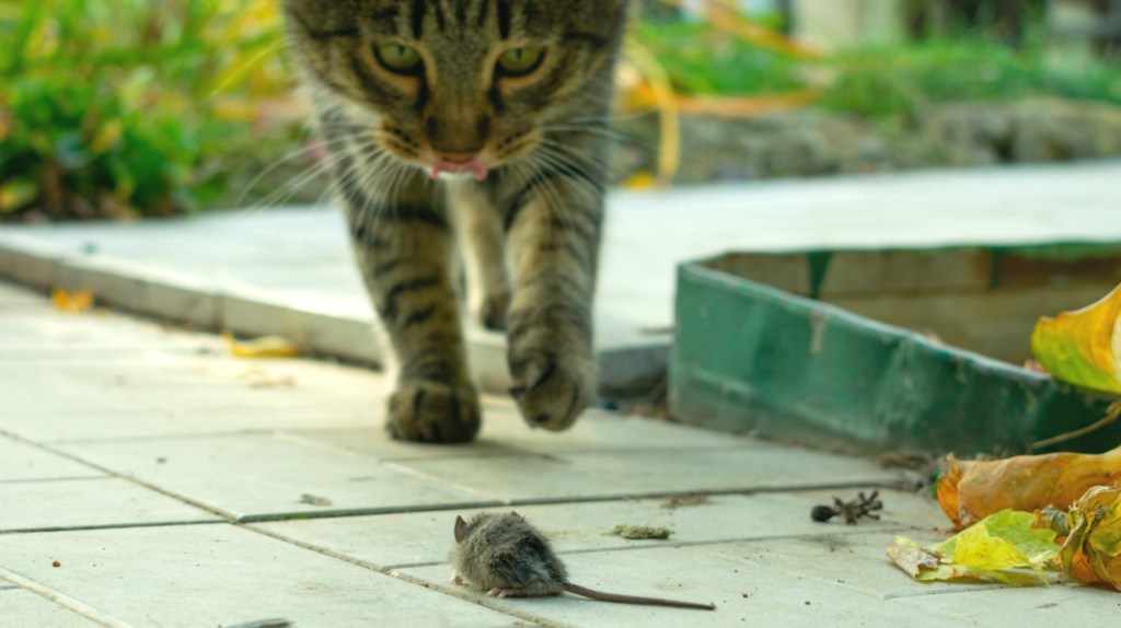 Katze jagt Maus auf Terrasse.