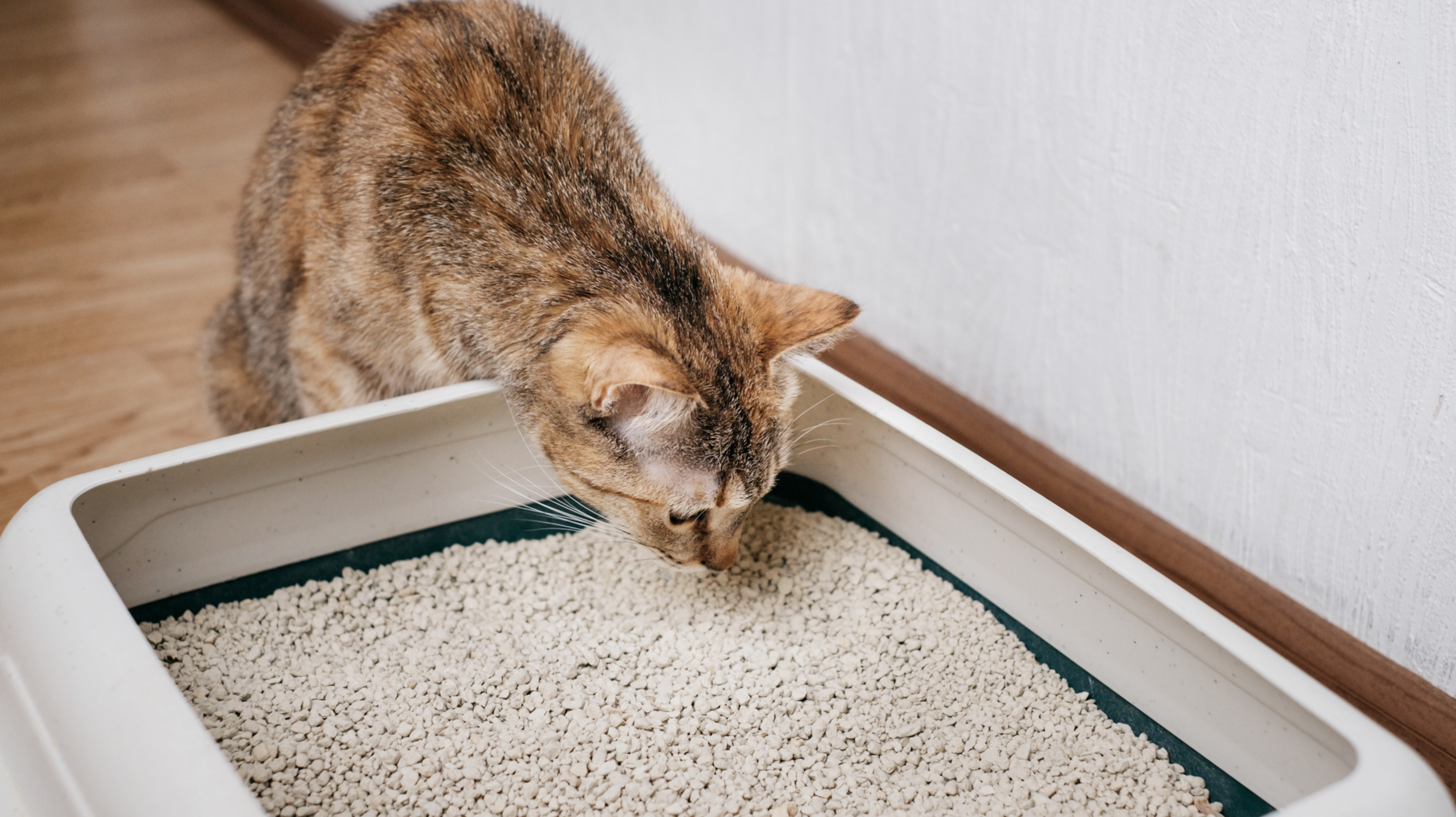 -bler-Katzenklo-Geruch-Diese-6-Tricks-helfen-garantiert
