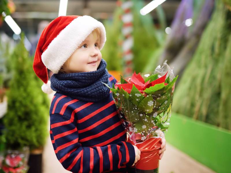 Kleiner Junge steht mit einem Weihnachtsstern im Arm im Gang eines Pflanzenmarkts.