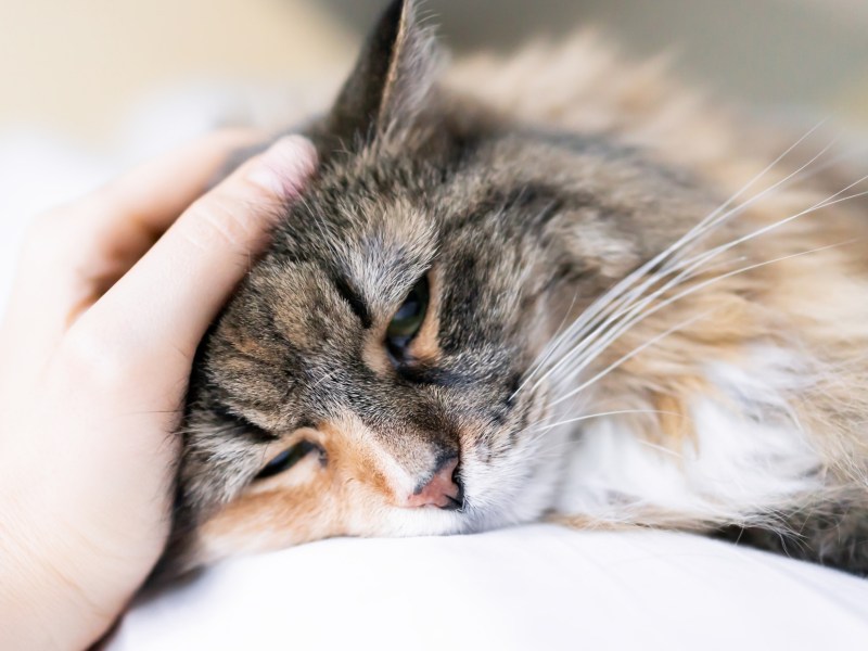 Katze wird von Hand gestreichelt.