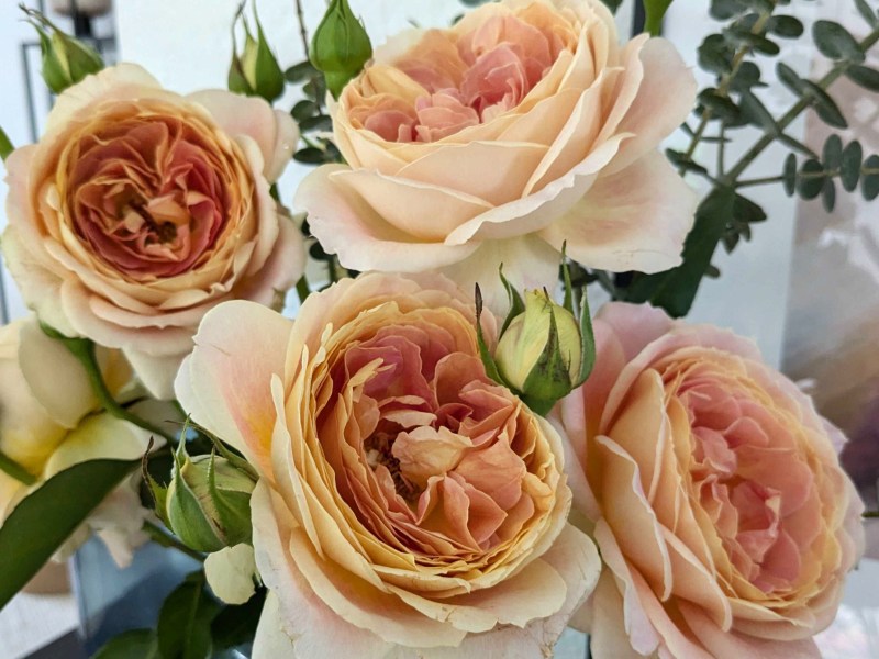 Freilandrosen in Apricot in einer Vase