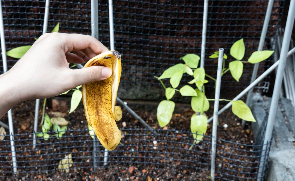Hand mit Bananenschale, die als Dünger für Pflanzen eingesetzt werden soll