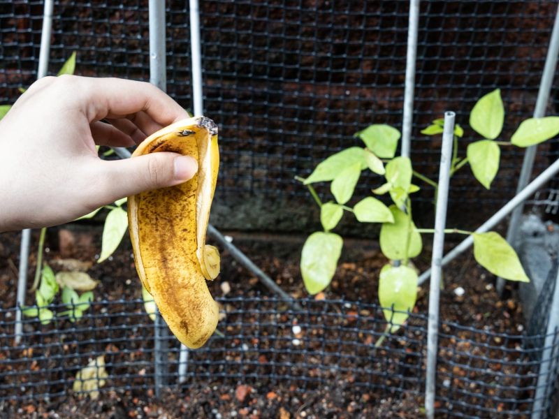 Hand mit Bananenschale, die als Dünger für Pflanzen eingesetzt werden soll