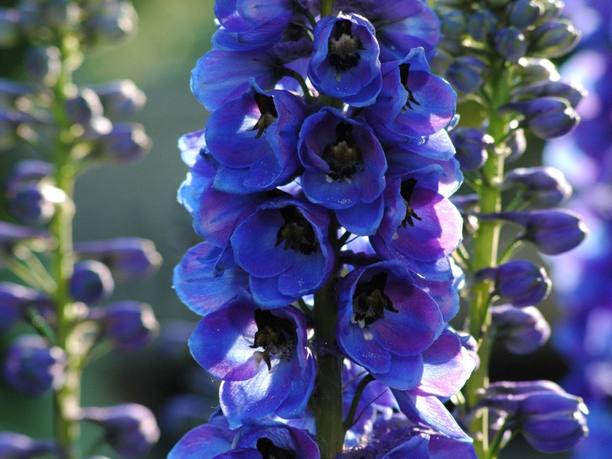 Blauer Rittersporn
