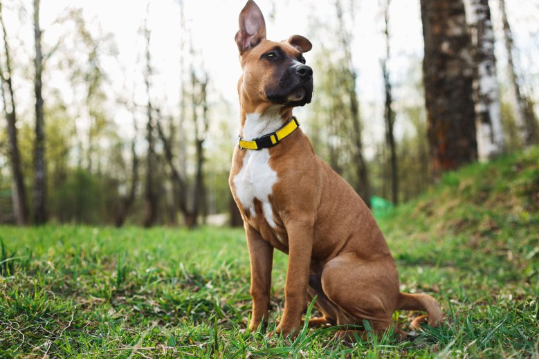 Brauner Hund auf Wiese mit gelbem Halsband